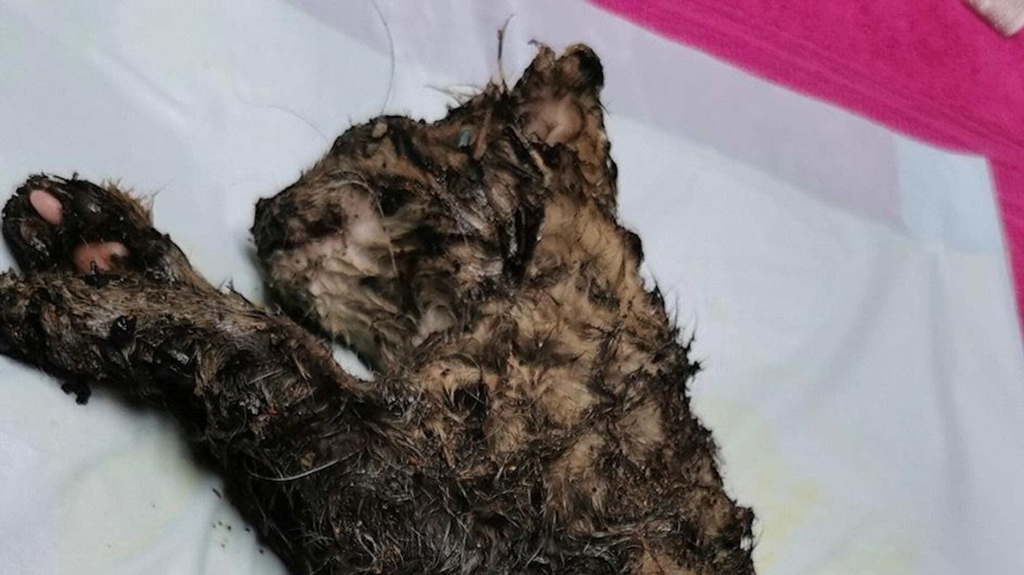 Dieses Katzenbaby wurde über und über mit Klebstoff verschmiert aufgefunden.