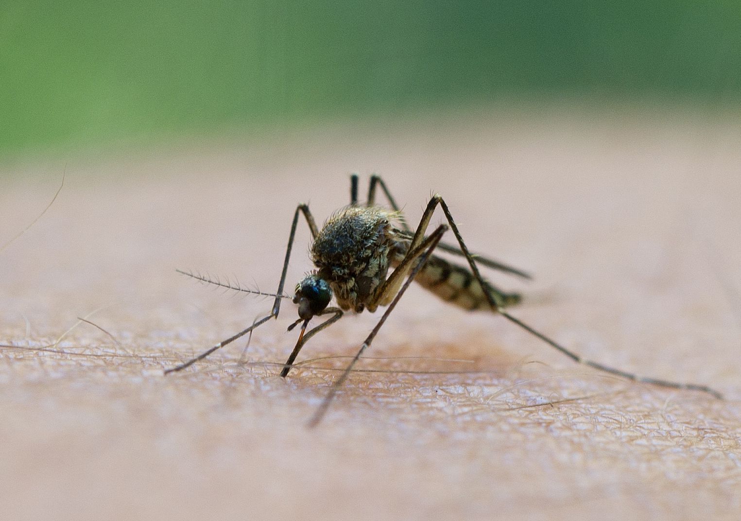 Stechmücken saugen mit einem Stechrüssel Blut ab.