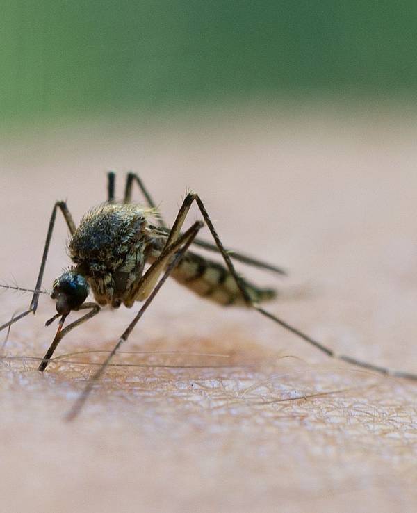Stechmücken saugen mit einem Stechrüssel Blut ab.