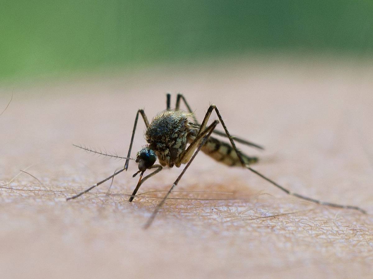 Stechmücken saugen mit einem Stechrüssel Blut ab.