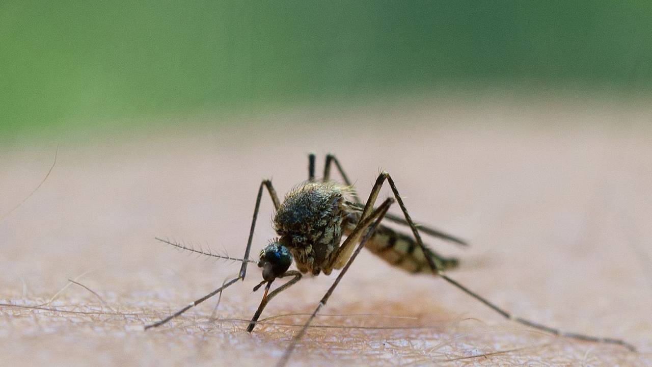 Stechmücken saugen mit einem Stechrüssel Blut ab.