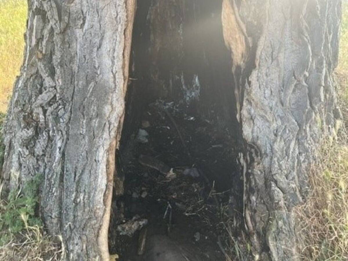 Im Rheinpark haben Unbekannte versucht, eine rund 75 Jahre alte kanadische Holz-Pappel anzuzünden.