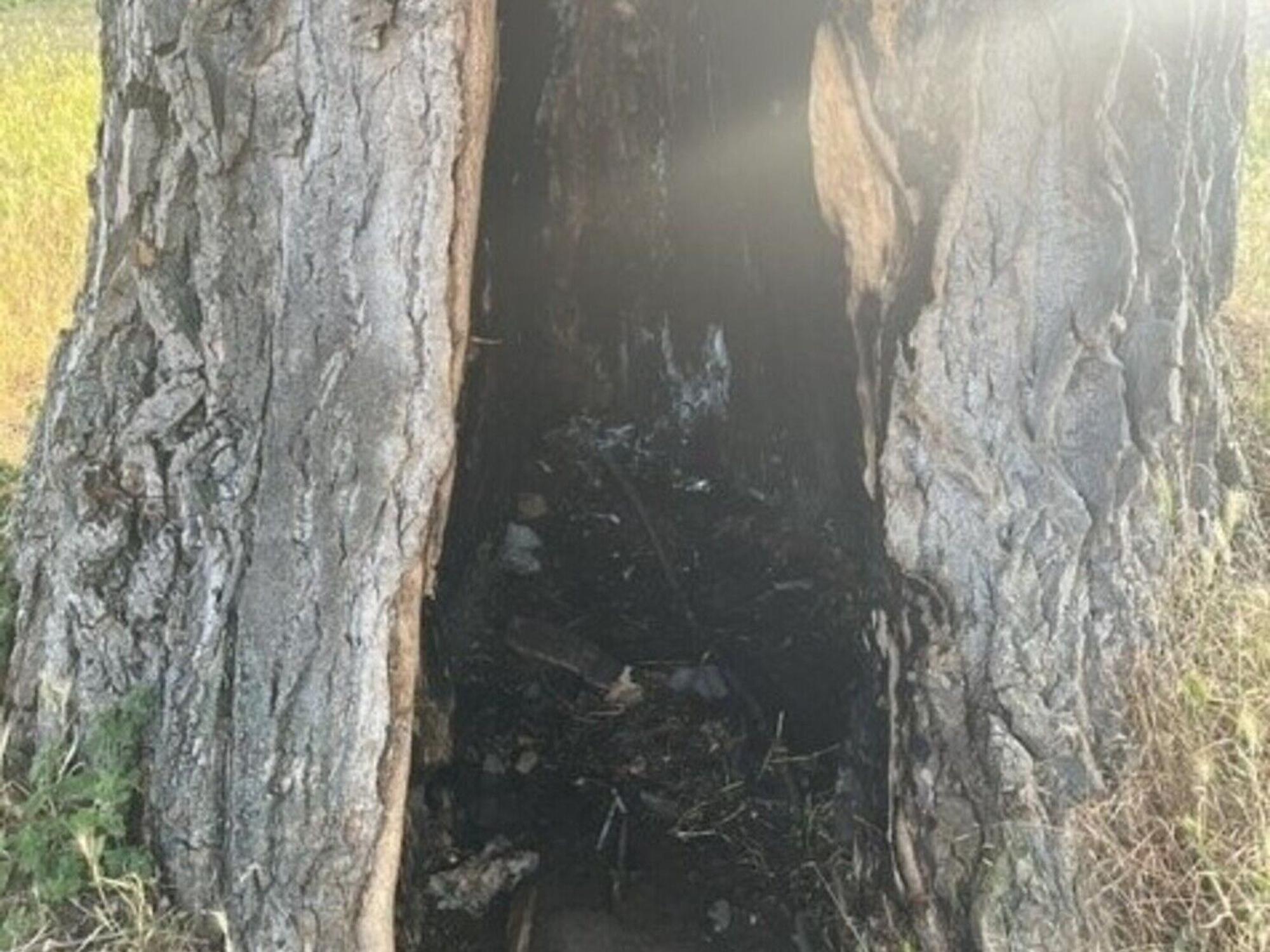 Im Rheinpark haben Unbekannte versucht, eine rund 75 Jahre alte kanadische Holz-Pappel anzuzünden.