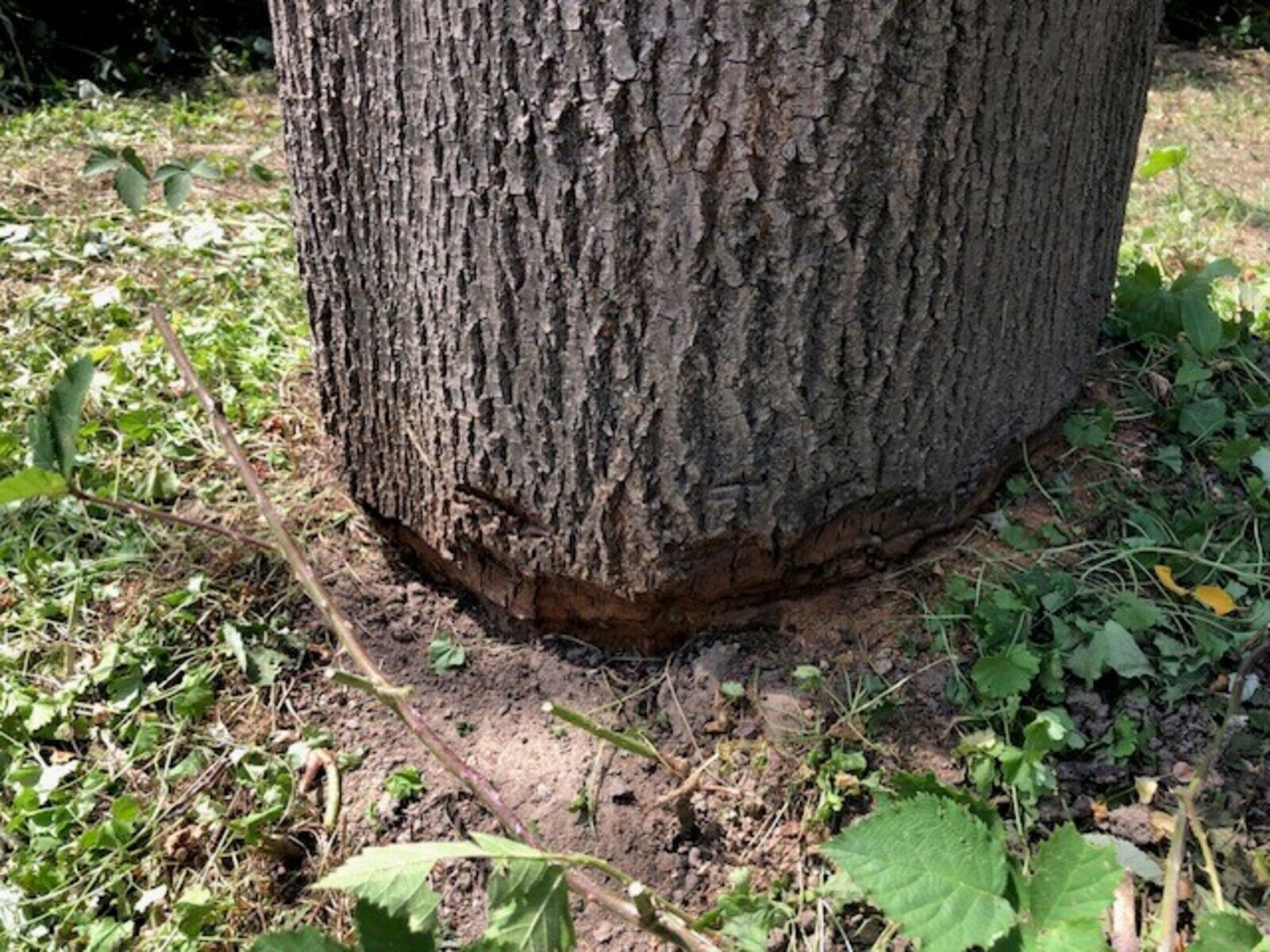 Am Pescher See wurde dieser Baum am Stammfuß rundherum angesägt.