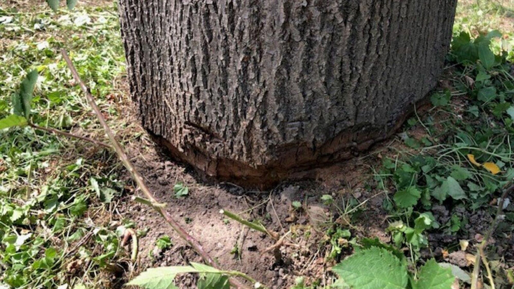 Am Pescher See wurde dieser Baum am Stammfuß rundherum angesägt.