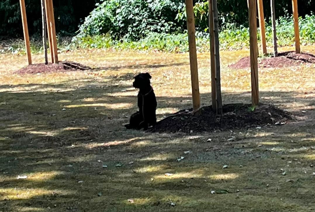 Bei Hitze und ohne Wasser wurde der Hund in Köln vermutlich über Stunden an einen Baum gebunden.
