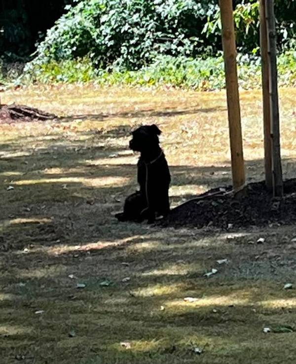Bei Hitze und ohne Wasser wurde der Hund in Köln vermutlich über Stunden an einen Baum gebunden.
