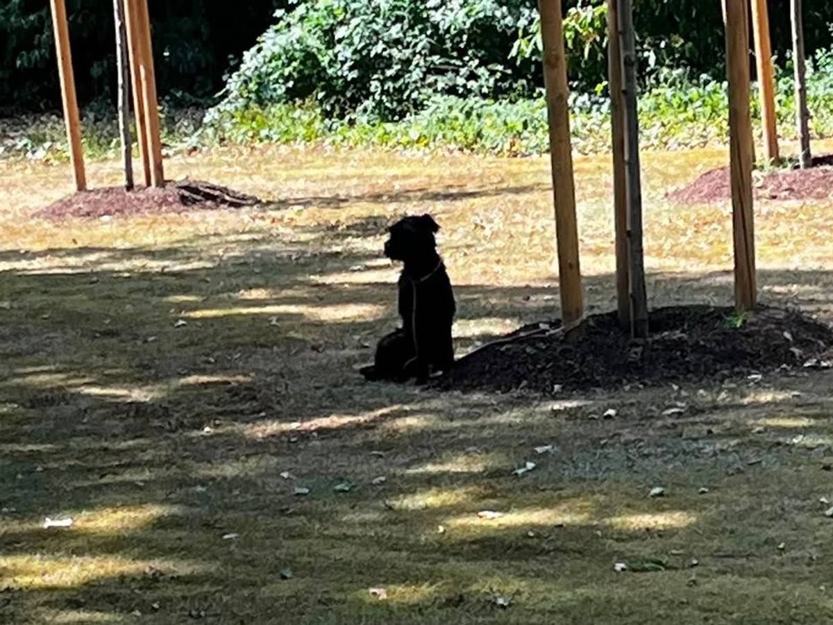 Bei Hitze und ohne Wasser wurde der Hund in Köln vermutlich über Stunden an einen Baum gebunden.