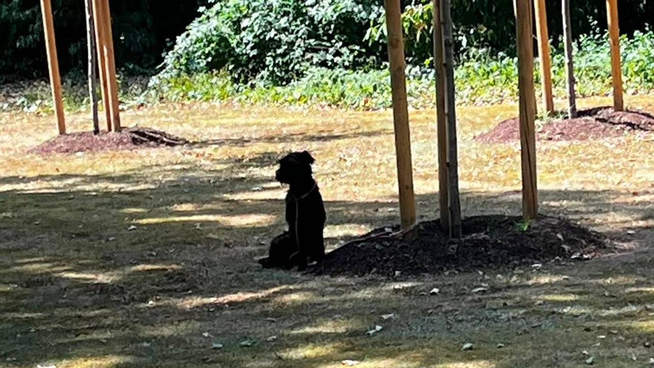 Bei Hitze und ohne Wasser wurde der Hund in Köln vermutlich über Stunden an einen Baum gebunden.