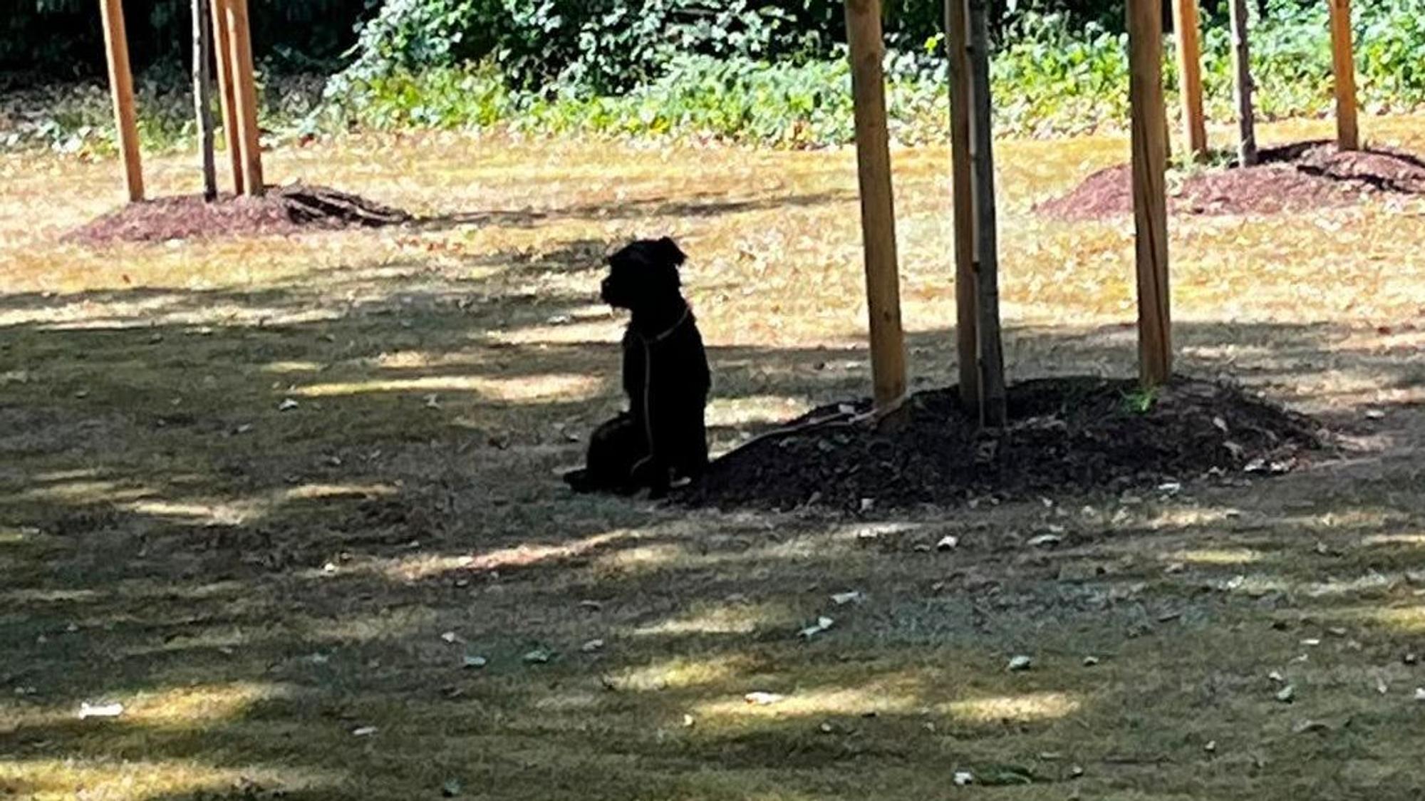 Bei Hitze und ohne Wasser wurde der Hund in Köln vermutlich über Stunden an einen Baum gebunden.