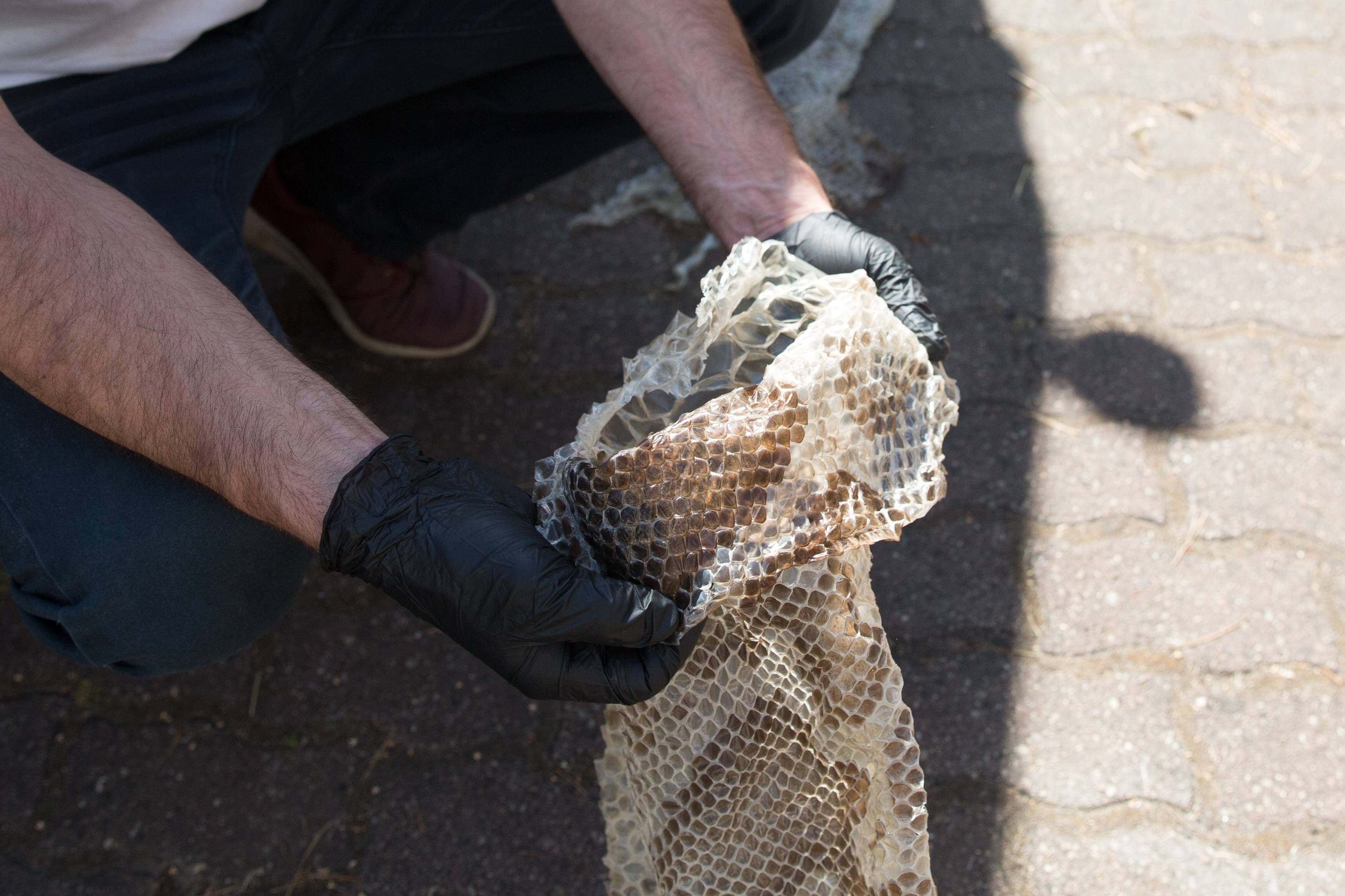 Die Haut einer Python wurde in einem Garten in Südhessen gefunden.