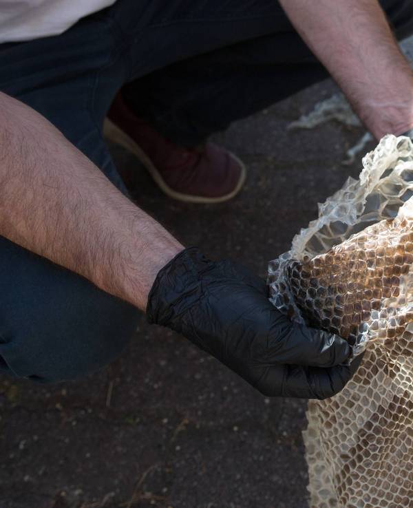 Die Haut einer Python wurde in einem Garten in Südhessen gefunden.