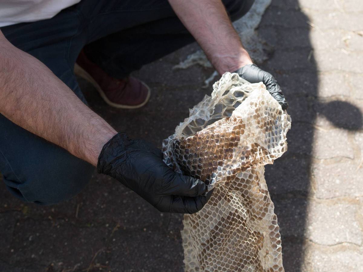 Die Haut einer Python wurde in einem Garten in Südhessen gefunden.