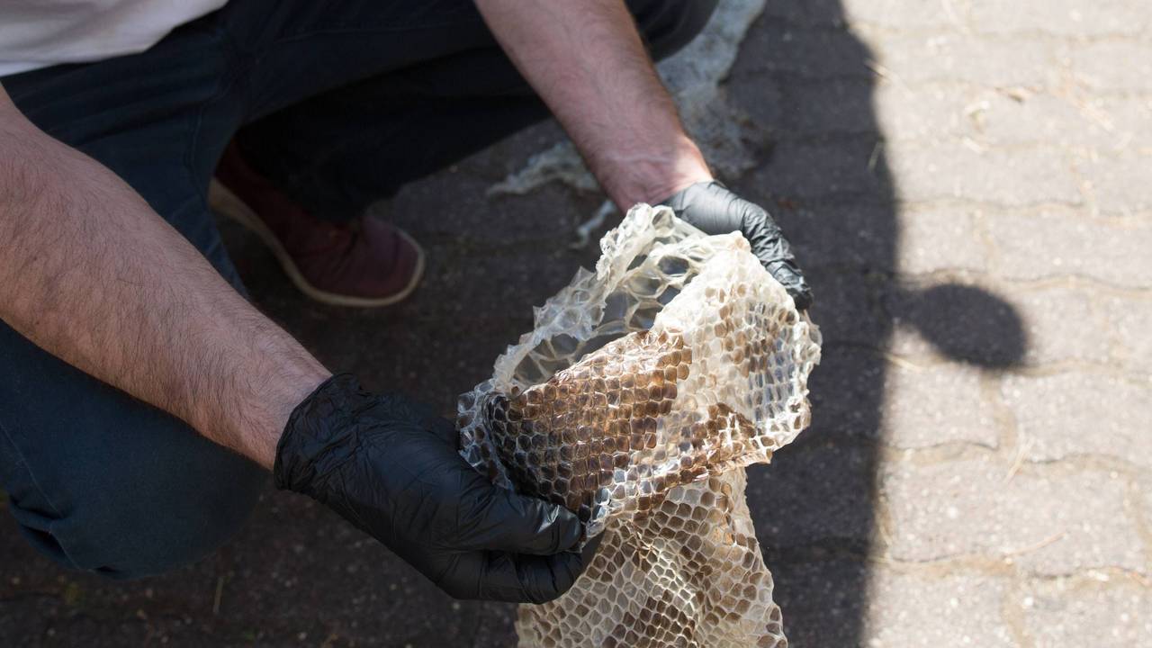 Die Haut einer Python wurde in einem Garten in Südhessen gefunden.