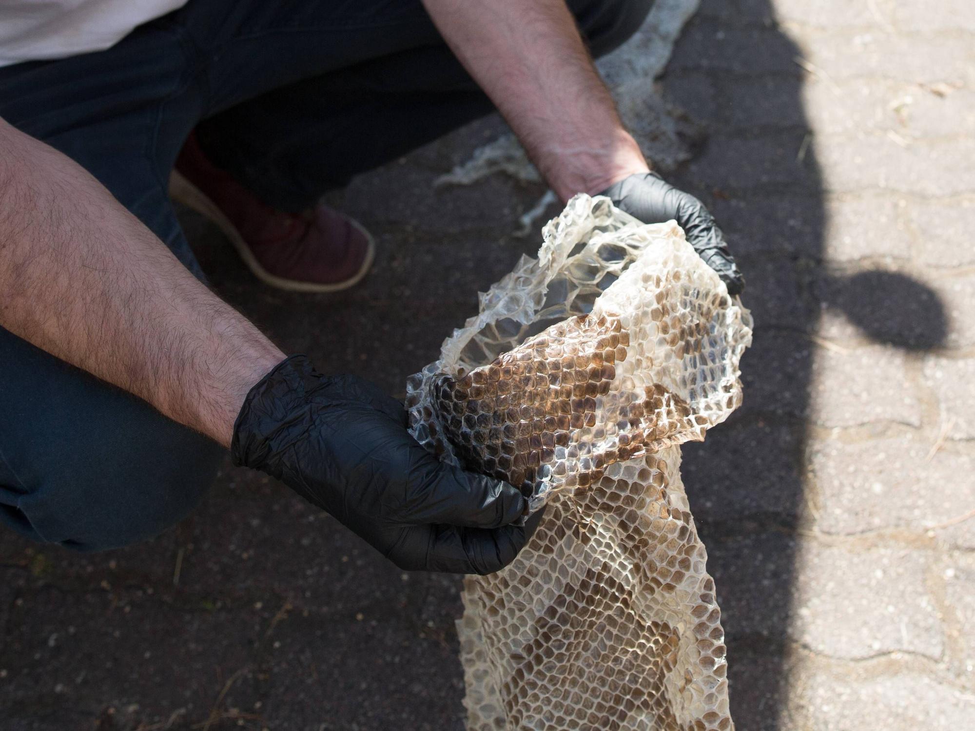 Die Haut einer Python wurde in einem Garten in Südhessen gefunden.