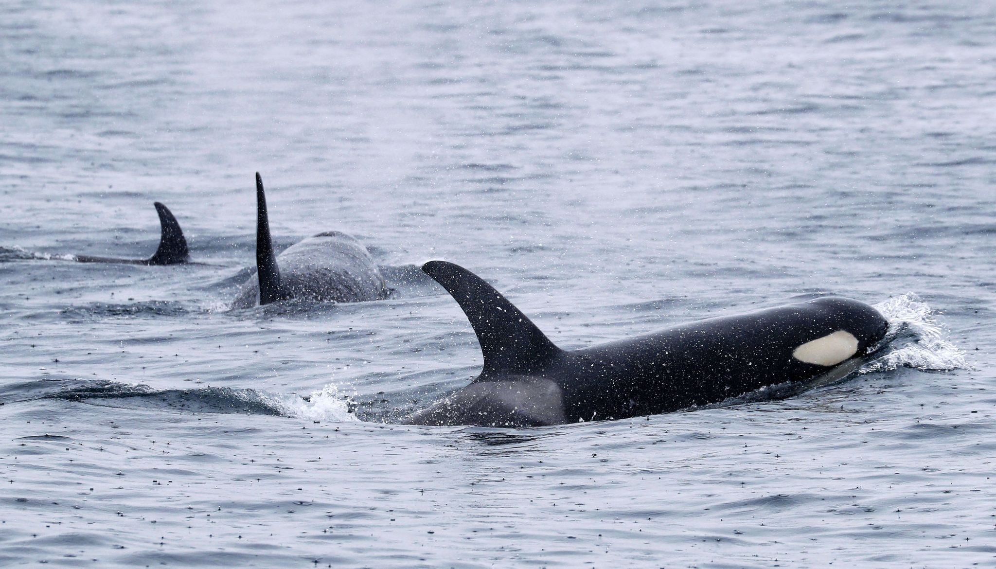 Orcas schwimmen vor der Halbinsel Shiretoko