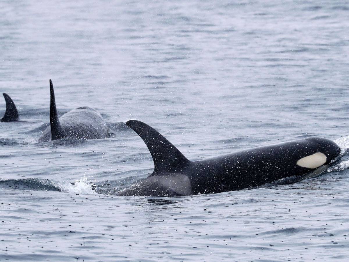 Orcas schwimmen vor der Halbinsel Shiretoko
