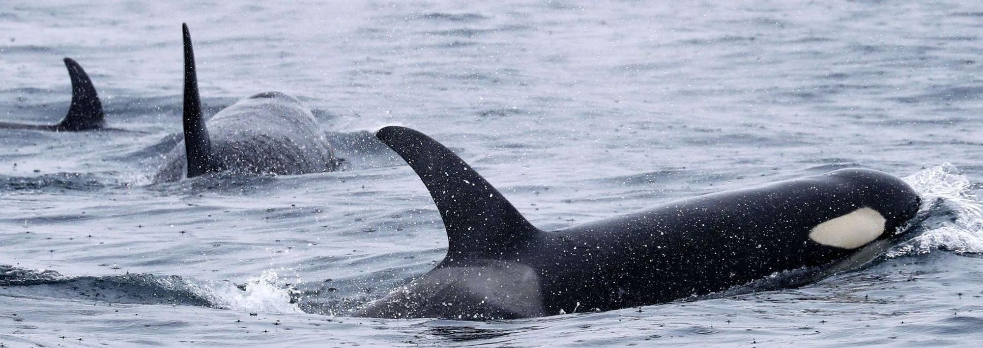Orcas schwimmen vor der Halbinsel Shiretoko