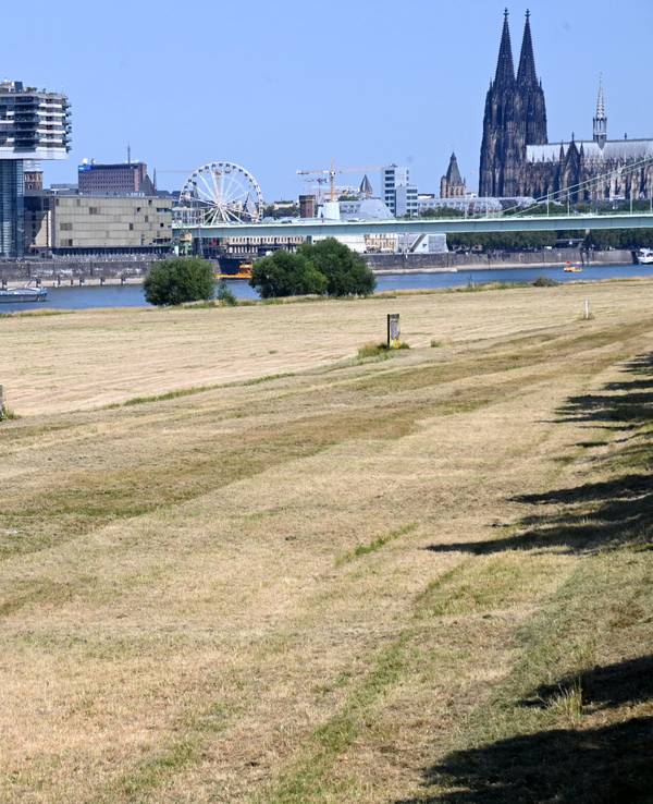 Trockene Grünflächen in Köln.
