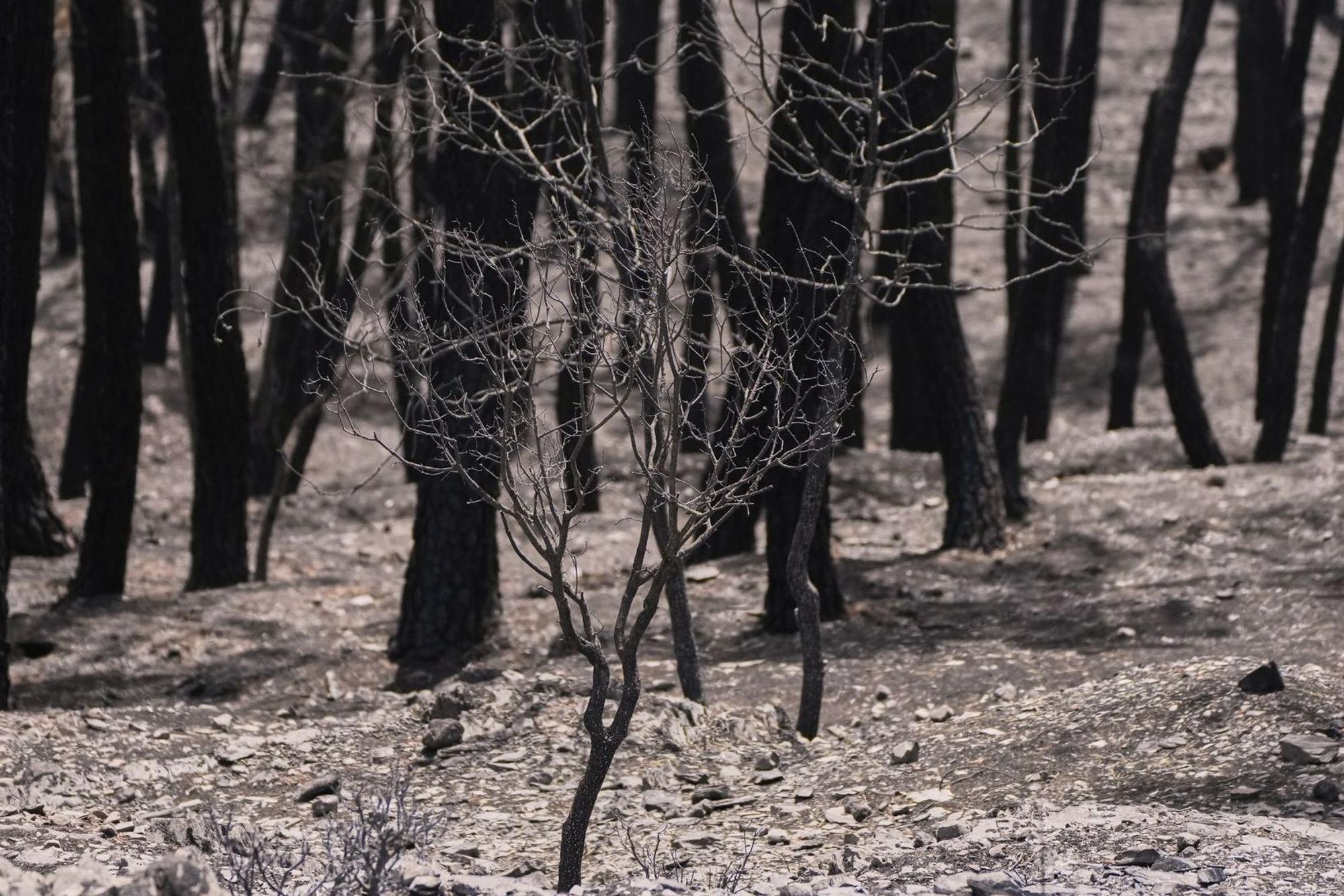 Waldbrände in Spanien