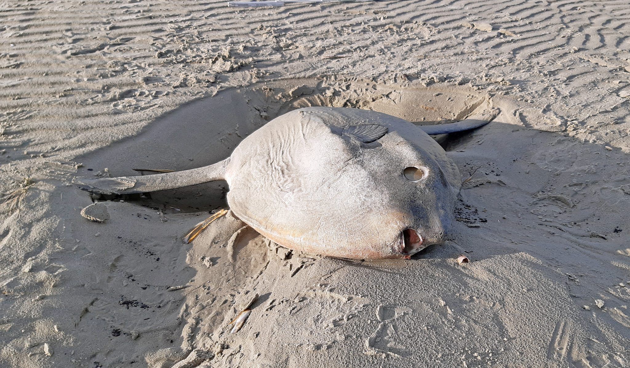 Seltene Gäste im Wattenmeer - Mondfisch