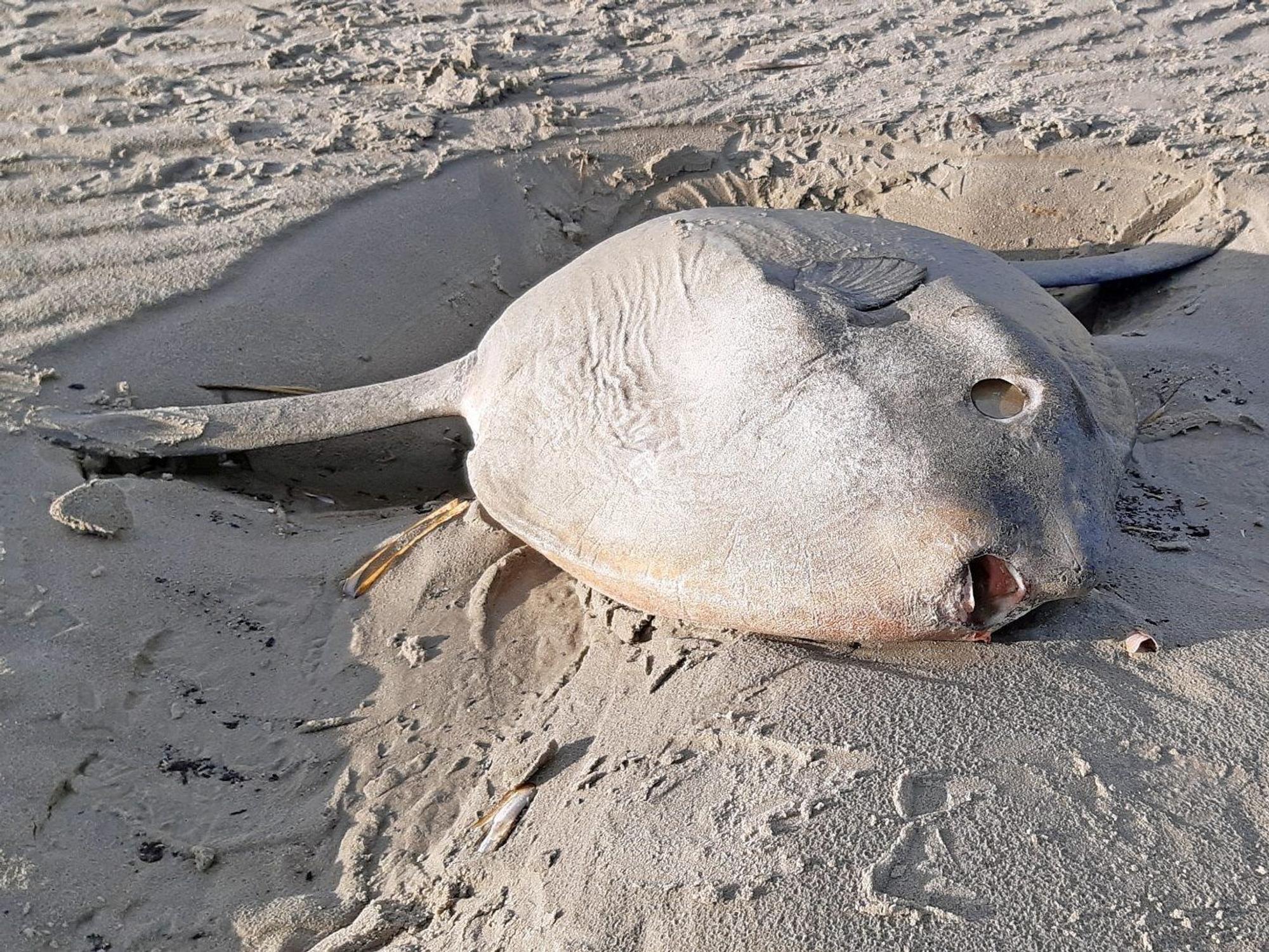 Seltene Gäste im Wattenmeer - Mondfisch