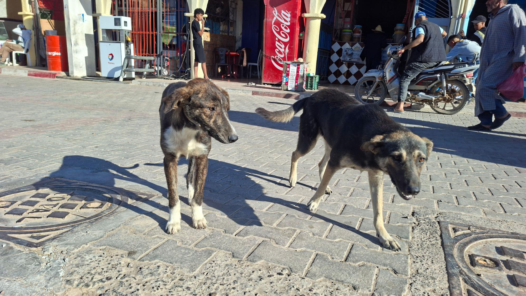 Marokko, El Hanchane: Hunde stehen vor Geschäften auf der Straße.