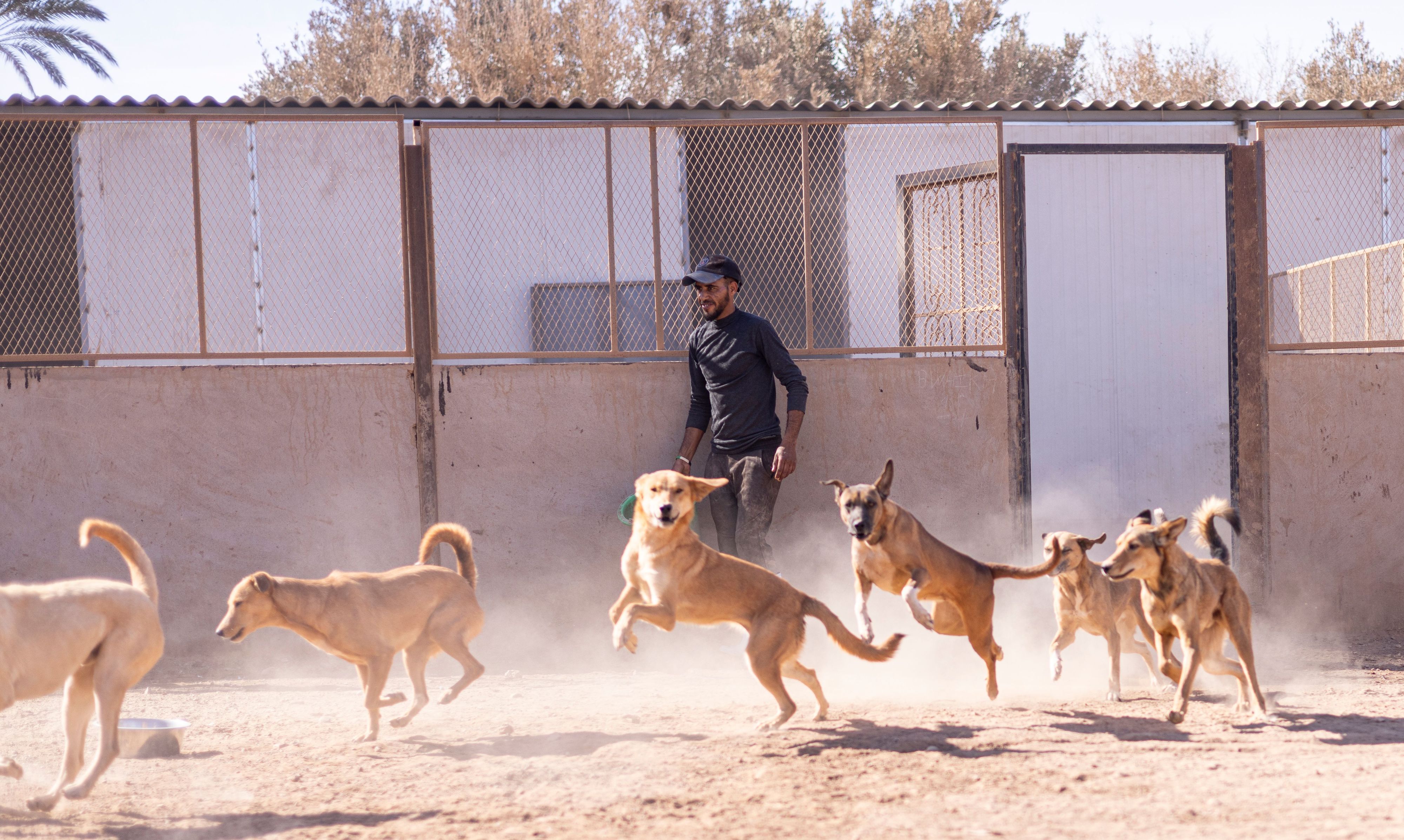 Marokko, Agadir: Hunde laufen aus einem Gehege in einem Heim der Tierschutzorganisation SARA (undatiertes Handout).