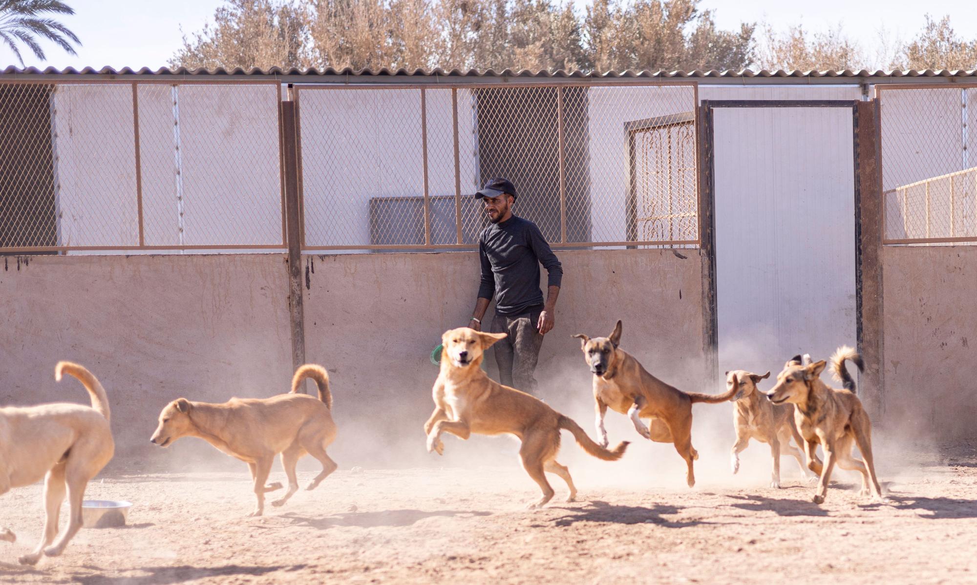 Marokko, Agadir: Hunde laufen aus einem Gehege in einem Heim der Tierschutzorganisation SARA (undatiertes Handout).