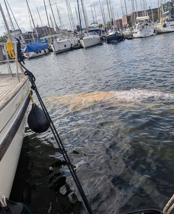 Im Hafen schwimmt ein großer Wal. Das Tier wurde der Wasserschutzpolizeiinspektion Wismar durch das Hafenamt Wismar gemeldet und wird seitdem beobachtet. Um welche Walart es sich handelt, könne laut Schweriner Umweltministerium bislang nicht abschließend gesagt werden.