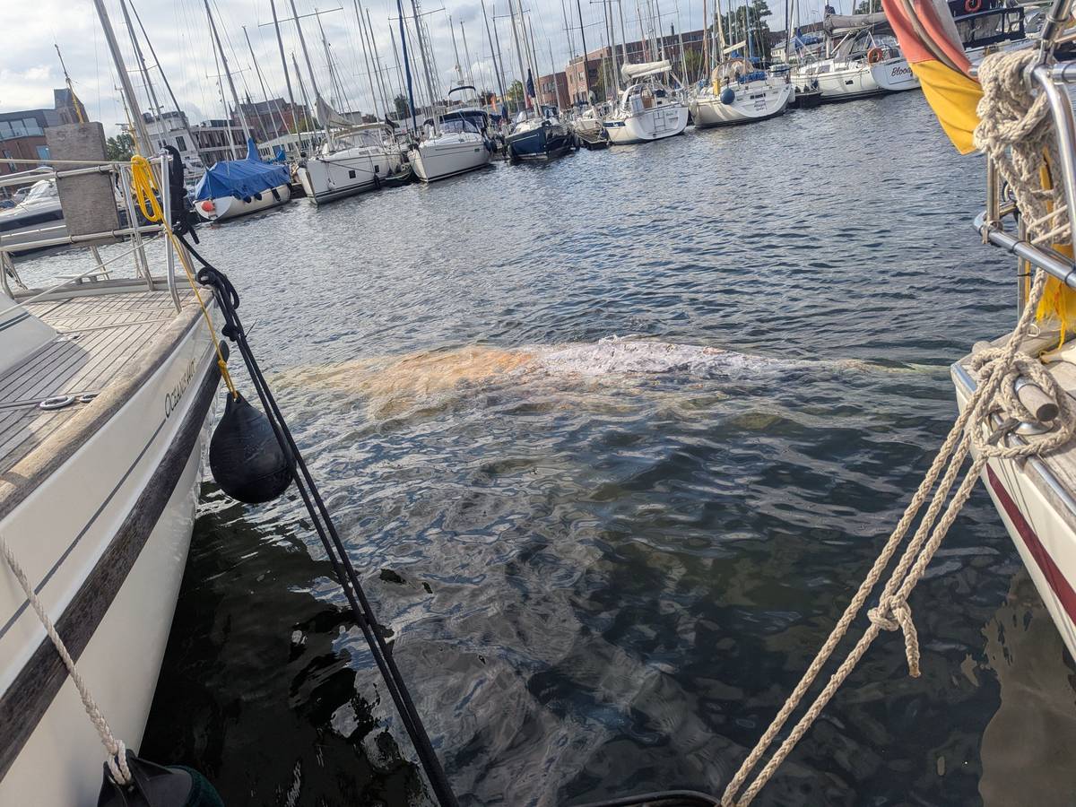 Im Hafen schwimmt ein großer Wal. Das Tier wurde der Wasserschutzpolizeiinspektion Wismar durch das Hafenamt Wismar gemeldet und wird seitdem beobachtet. Um welche Walart es sich handelt, könne laut Schweriner Umweltministerium bislang nicht abschließend gesagt werden.