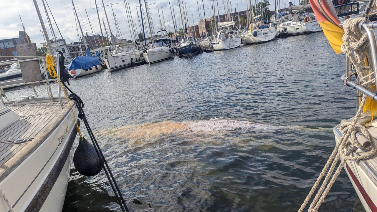 Im Hafen schwimmt ein großer Wal. Das Tier wurde der Wasserschutzpolizeiinspektion Wismar durch das Hafenamt Wismar gemeldet und wird seitdem beobachtet. Um welche Walart es sich handelt, könne laut Schweriner Umweltministerium bislang nicht abschließend gesagt werden.