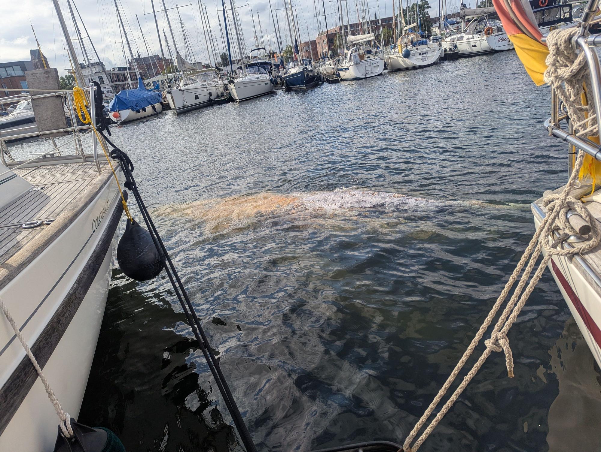 Im Hafen schwimmt ein großer Wal. Das Tier wurde der Wasserschutzpolizeiinspektion Wismar durch das Hafenamt Wismar gemeldet und wird seitdem beobachtet. Um welche Walart es sich handelt, könne laut Schweriner Umweltministerium bislang nicht abschließend gesagt werden.
