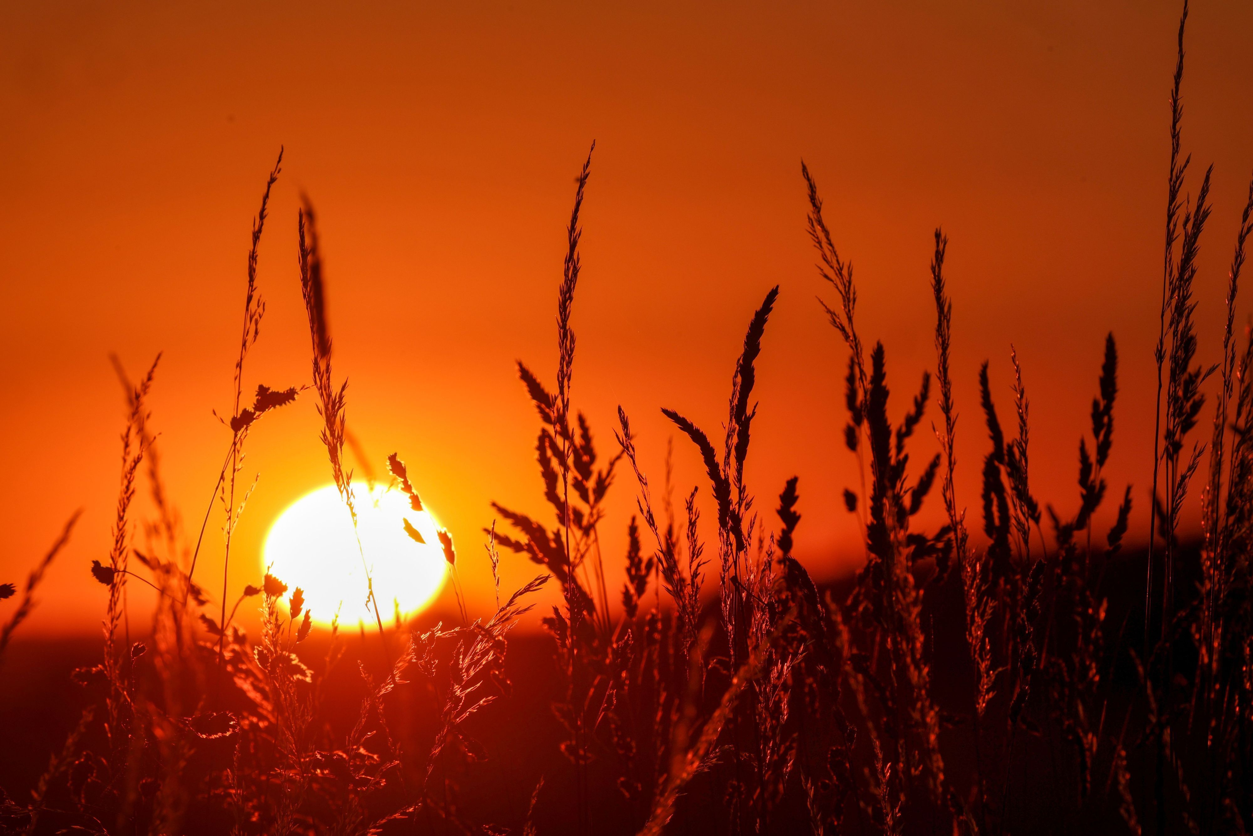 Die Sonne geht hinter Gräsern auf.