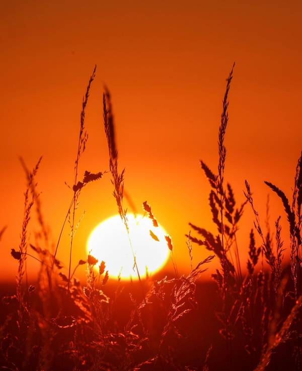 Die Sonne geht hinter Gräsern auf.