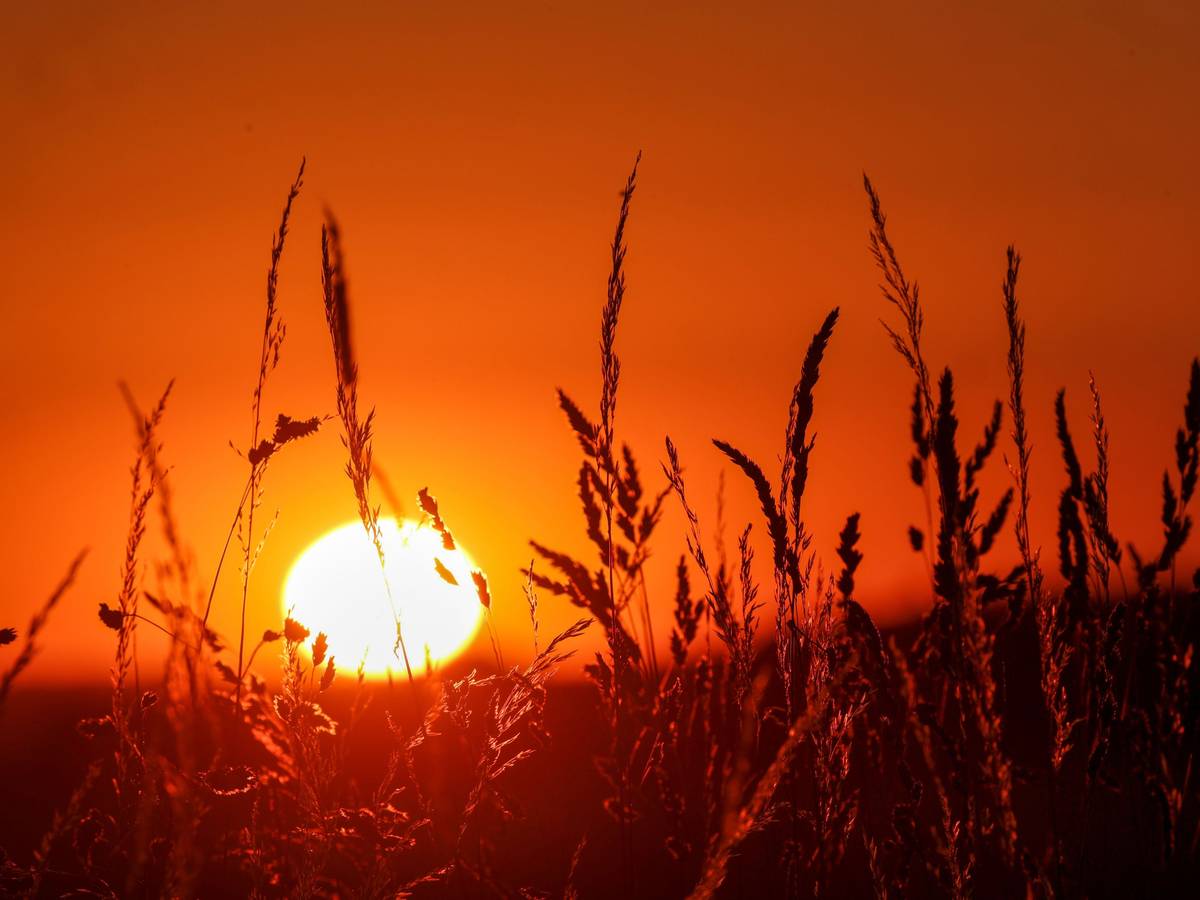 Die Sonne geht hinter Gräsern auf.
