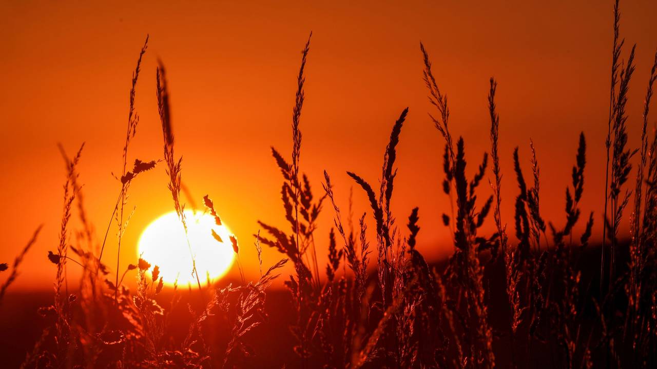 Die Sonne geht hinter Gräsern auf.