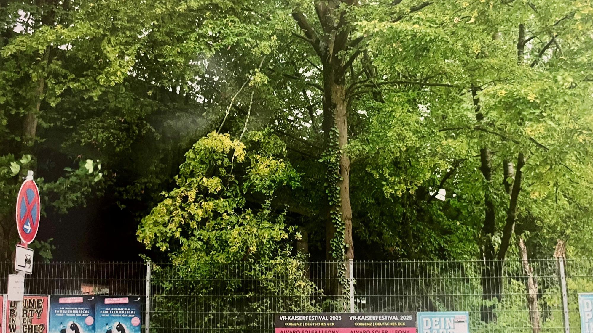 Bäume stehen dicht an dicht neben einer Brücke.