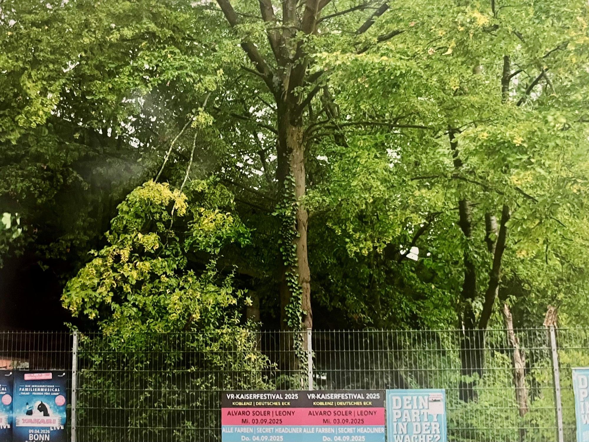Bäume wachsen neben einer Brücke.