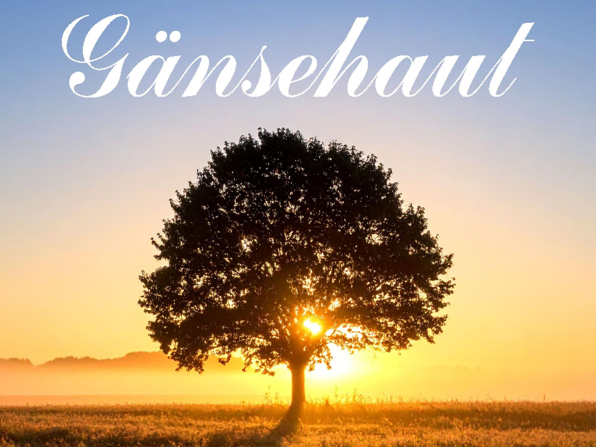 Cover des Gänsehaut-Albums „Morgendämmerung“.