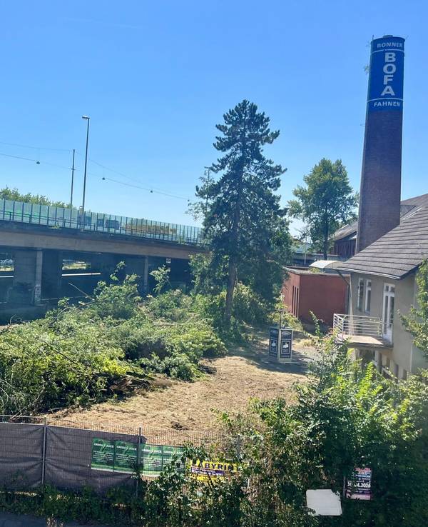 Auf einem Gelände neben einer Brücke liegen gefällte Bäume.