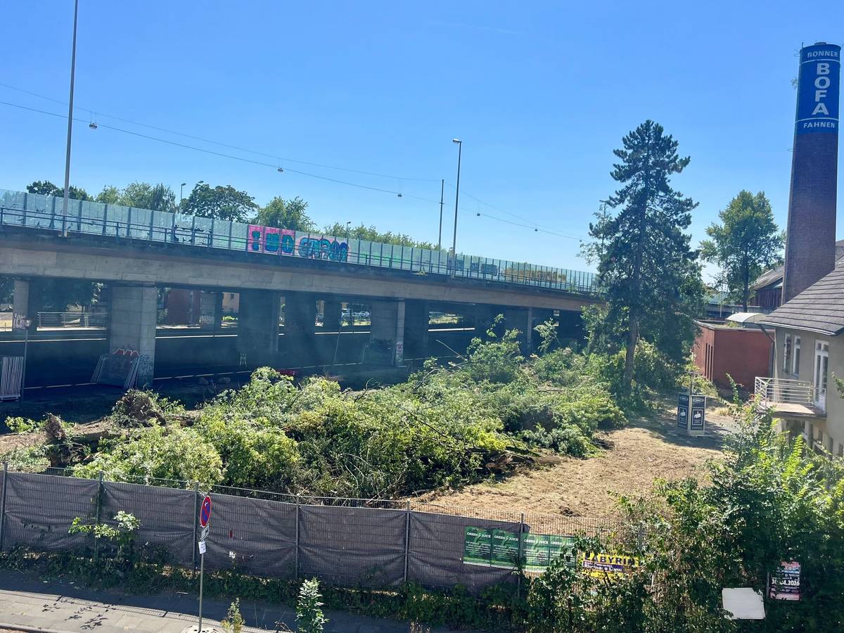 Auf einem Gelände neben einer Brücke liegen gefällte Bäume.