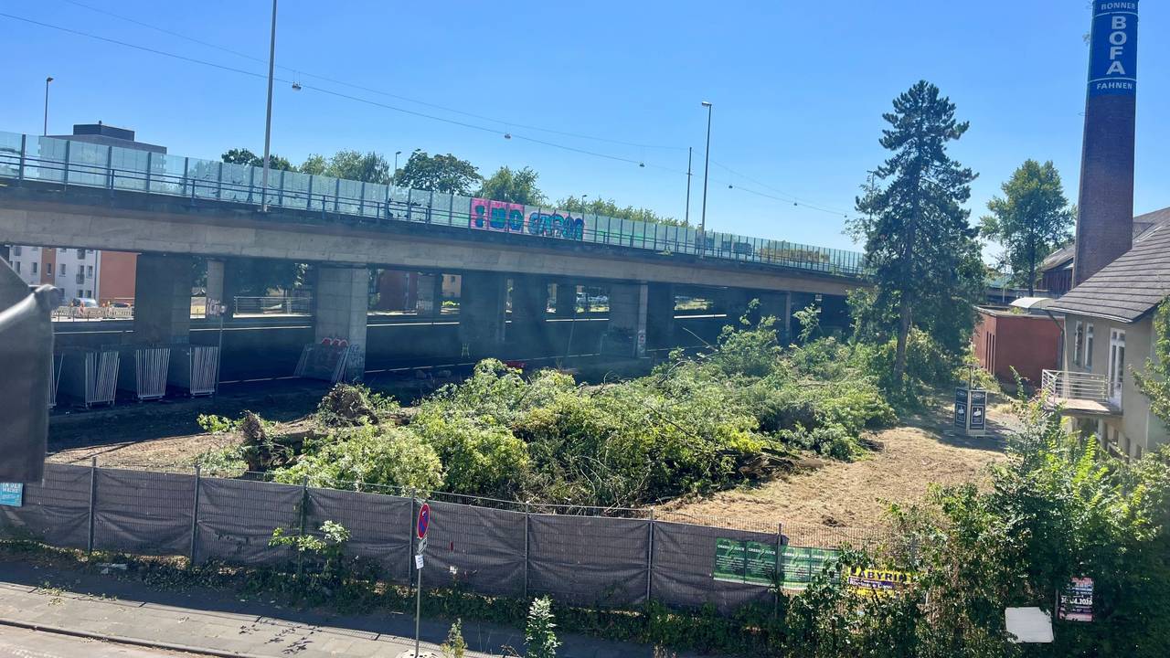 Auf einem Gelände neben einer Brücke liegen gefällte Bäume.