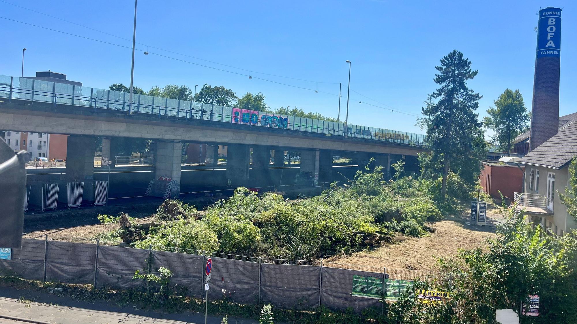 Auf einem Gelände neben einer Brücke liegen gefällte Bäume.