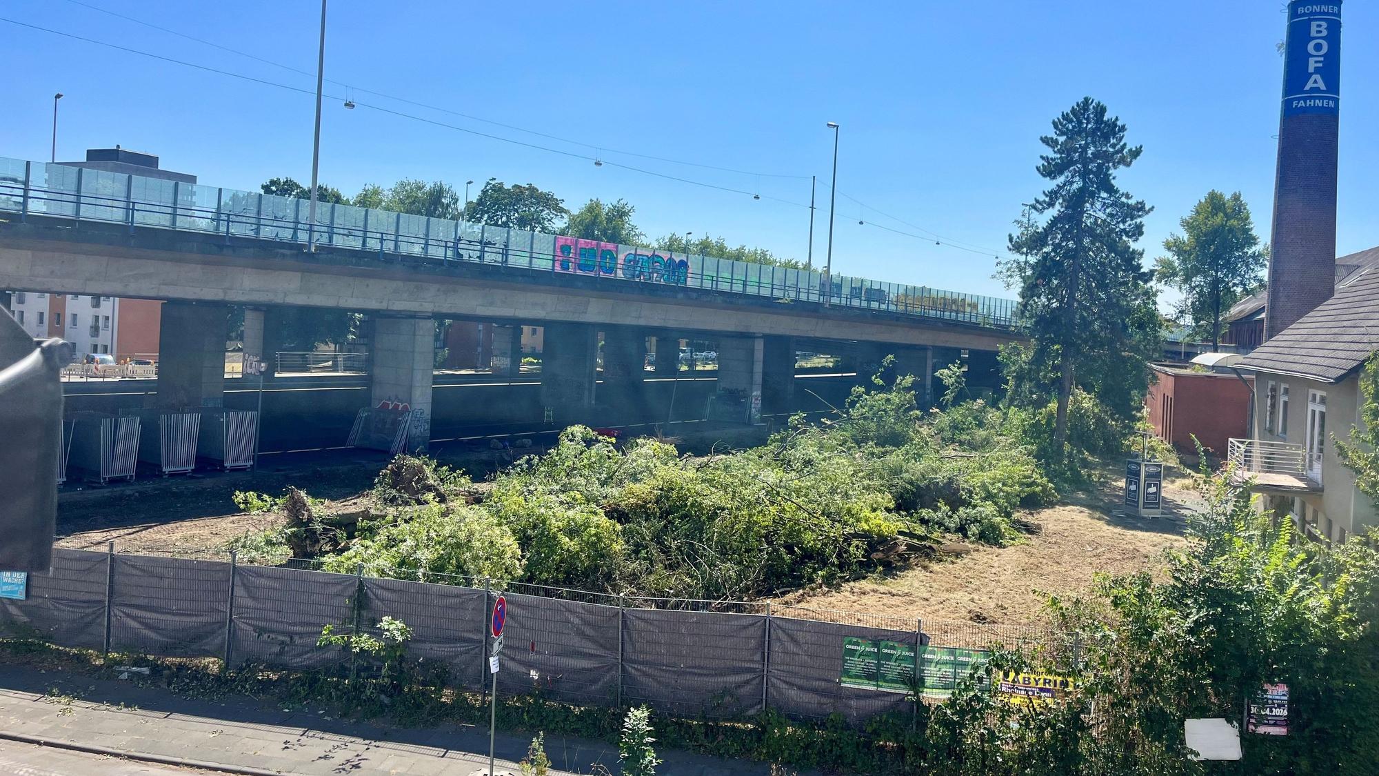 Auf einem Gelände neben einer Brücke liegen gefällte Bäume.