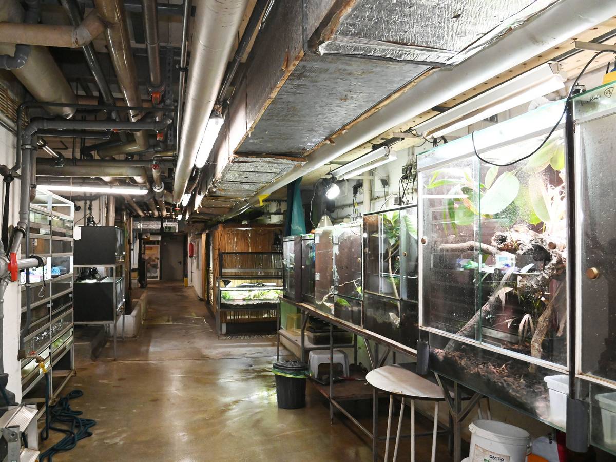 Blick in die Keller des Aquariums: Überall stehen Terrarien mit Tieren.
