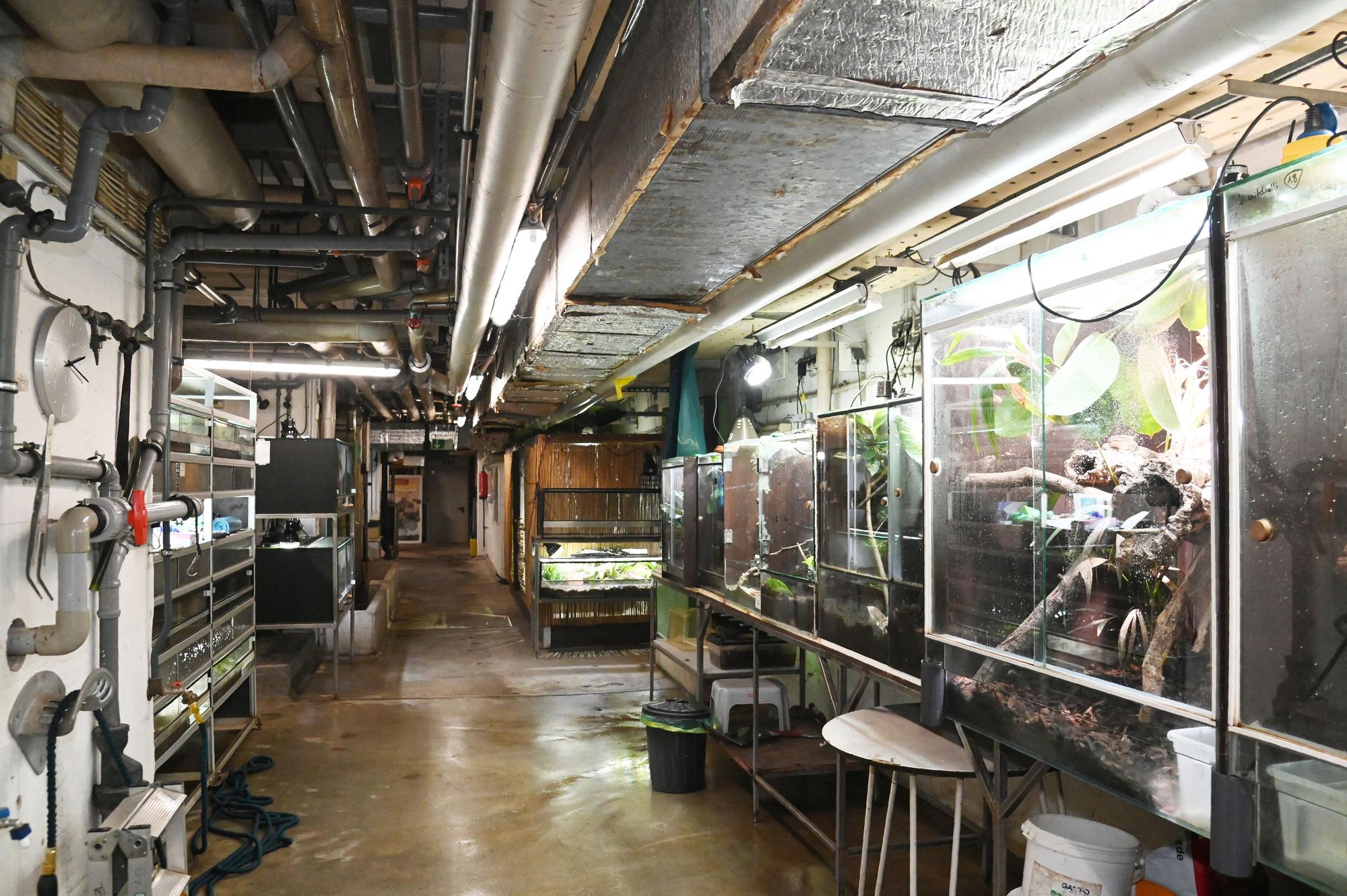Blick in die Keller des Aquariums: Überall stehen Terrarien mit Tieren.