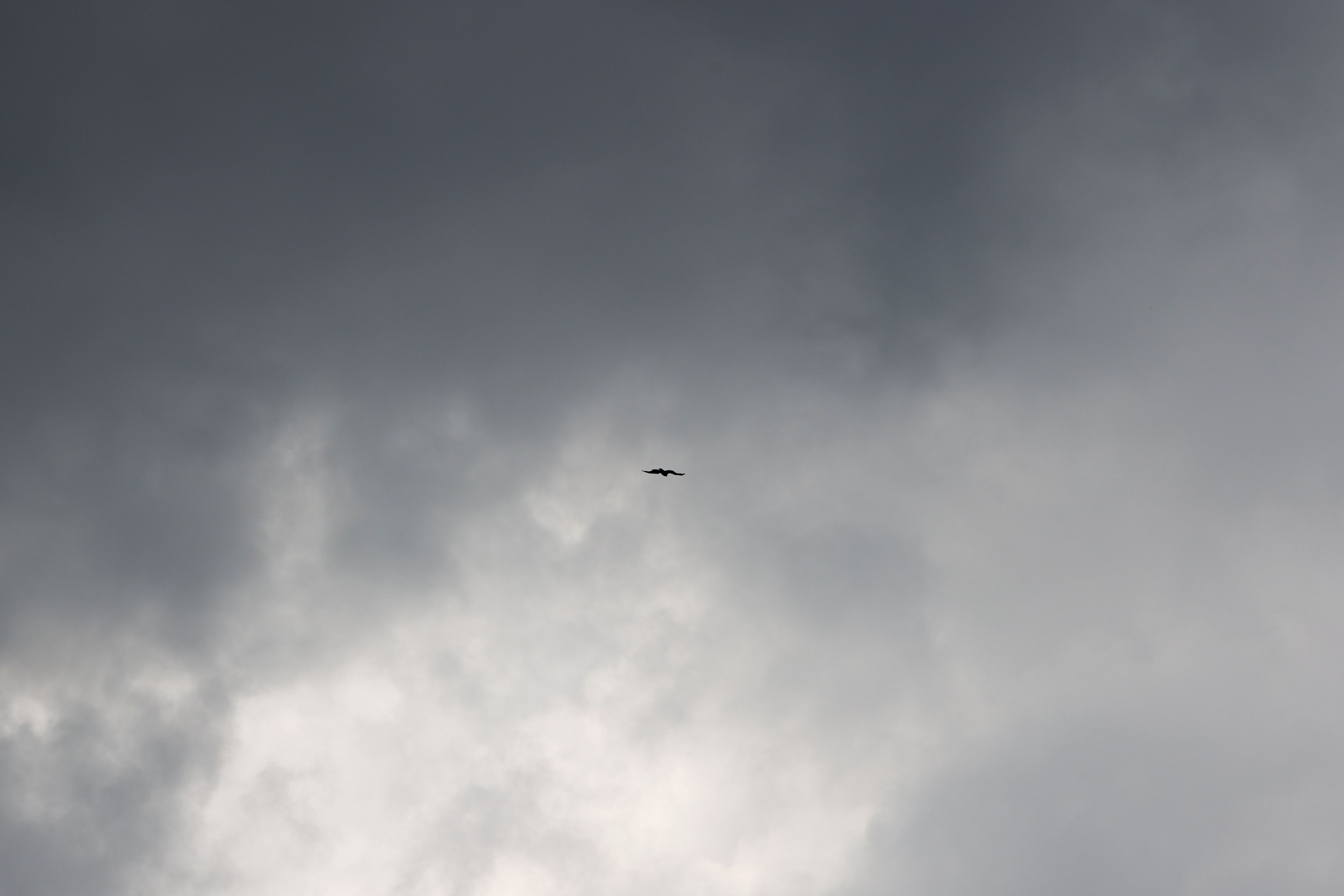 Ein Raubvogel fliegt am Himmel vor dunklen Wolken.