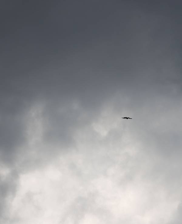 Ein Raubvogel fliegt am Himmel vor dunklen Wolken.
