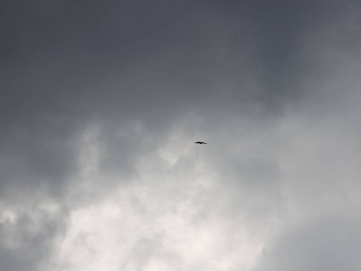 Ein Raubvogel fliegt am Himmel vor dunklen Wolken.
